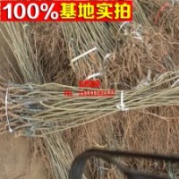 批發(fā)板栗果樹(shù)苗木 大紅袍板栗苗木