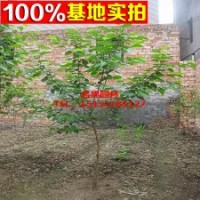 山莓 刺泡 覆盆子苗（黑樹霉）