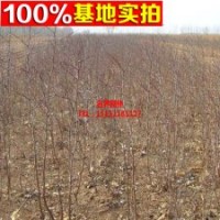 棗樹(shù)苗 花梨棗果樹(shù) 棗中的珍品