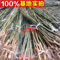 遼核一號(hào)核桃苗銷(xiāo)售 當(dāng)年掛果核桃