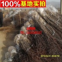 批發(fā)果樹(shù)苗 優(yōu)質(zhì)靈寶大棗棗樹(shù)苗