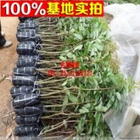 優(yōu)質(zhì)芒果苗批發(fā) 芒果苗