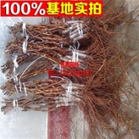 直銷葡萄苗 葡萄樹苗戶太8 9