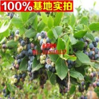 優(yōu)質(zhì)藍(lán)莓苗 南方果樹苗 兔眼藍(lán)莓