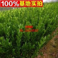 適合盆栽果樹 橙樹新品種 血橙