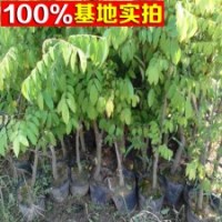 供應(yīng)果樹苗木 楊桃苗 甜楊桃苗
