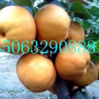 晚秋黃梨苗基地，晚秋黃梨苗廠家，晚秋黃梨苗價(jià)格