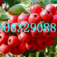 大五棱山楂苗，超金星山楂苗，大金星山楂苗