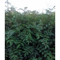 供應(yīng)韓城花椒苗