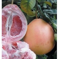 柚子新品種紅心蜜柚、三紅蜜柚、沙田柚柚子苗價格