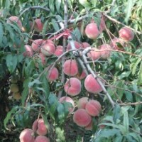 山東晚熟桃苗、桃苗新品種、映霜紅桃苗