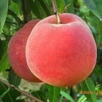 霜紅桃苗