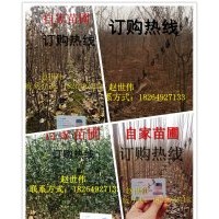 山東臨沂大量供應(yīng)各種規(guī)格蘋(píng)果樹(shù)苗，楊樹(shù)苗，皂角苗，枸橘苗，量