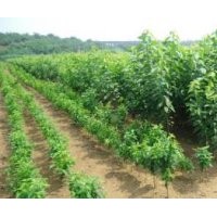 山西運城低價急售櫻桃苗山楂苗蘋果苗