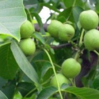 出售6 7 8核桃樹 2-3核桃小苗 蘋果樹