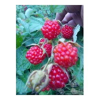 單季樹莓苗 四季紅