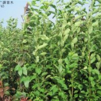 李子苗出售、1米以上李子苗大量出售