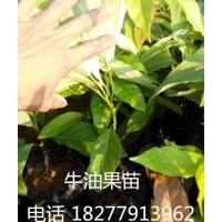 出售牛油果苗 牛油果種子 辣木苗 包運(yùn)送