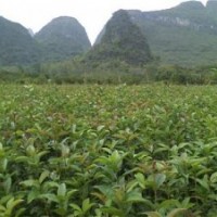 利源桂花、桐城市丹桂苗、朱砂紅丹桂苗