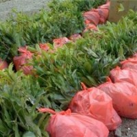 朱砂紅丹桂苗、東至縣丹桂苗、利源桂花(查看)