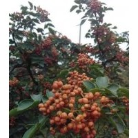 花椒苗樹苗價錢