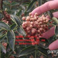 韓城花椒苗報價