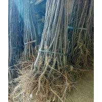 安徽碭山苗木基地