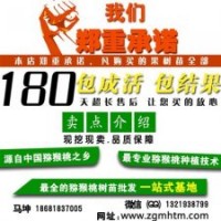 獼猴桃樹、坤威獼猴桃苗、獼猴桃樹價(jià)格