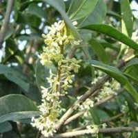 桂花小苗基地_遼寧桂花小苗_莎莎園藝(圖)