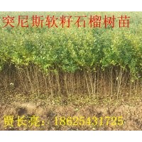 突尼斯軟籽石榴樹(shù)苗批發(fā)