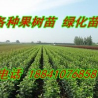 專賣雞心果苗（又名錦繡海棠苗）