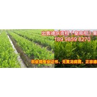 貢柑苗