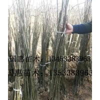 山楂樹，梨樹，文冠果，棗樹，鈣果