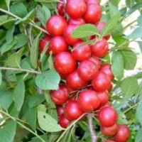 山西天天苗圃出售鈣果苗，山西鈣果苗批發(fā)價格