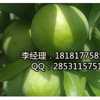 內(nèi)江青脆李，內(nèi)江嫁接青脆李，內(nèi)江青脆李子苗基地