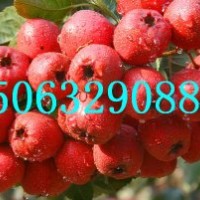 紅肉山楂苗，大五棱山楂苗，山紅子山楂苗，臨沂金誠苗木基地