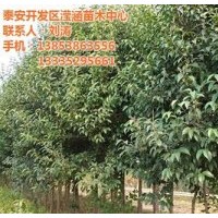 大葉女貞多少錢(qián)_大葉女貞_瀅涵苗木中心(圖)