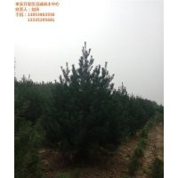 白皮松|瀅涵苗木中心|出售白皮松