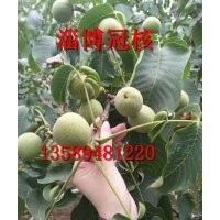 核桃樹苗報(bào)價(jià)核桃樹苗多少錢一株