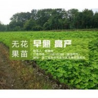 無花果苗|<惠星農(nóng)場>|浙江金華無花果苗種哪家好