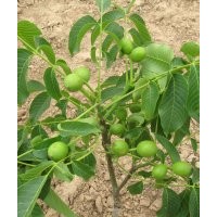 核桃苗價格_8518核桃苗多少錢一株