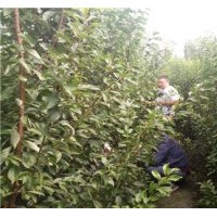 四川李子苗，李子苗種苗基地