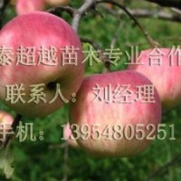 江蘇哪里的蘋果苗好