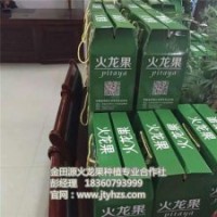 金田源火龍果苗頗享盛譽,火龍果苗,火龍果種植