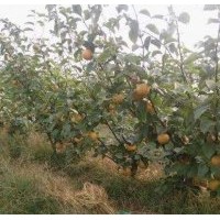 臨沂興旺苗木繁育合作社供應(yīng)煙富3蘋果苗