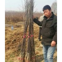 蘋果苗