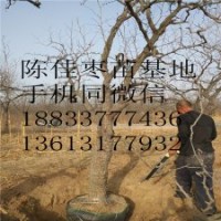 基地直銷批發(fā) 棗樹苗果樹苗品種齊全