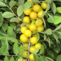 8號(hào)鈣果苗，9號(hào)鈣果苗，農(nóng)大鈣果苗
