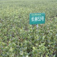 油茶苗
