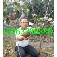 紅梨苗，奧弘一號(hào)梨苗，奧世紅梨苗，臨沂金誠苗木